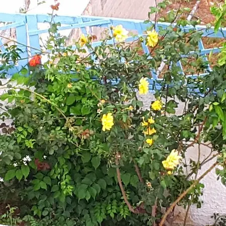 Apartment Giorgia Lodging Páros